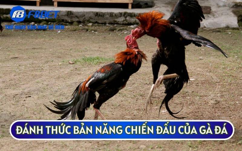 danh thuc ban nang chien dau cua ga da 1